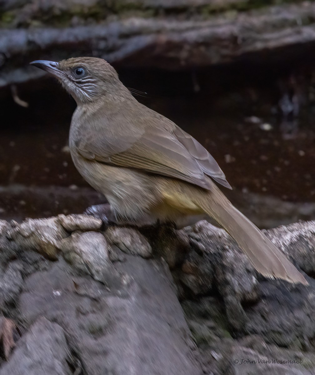 Streak-eared Bulbul - ML539153921