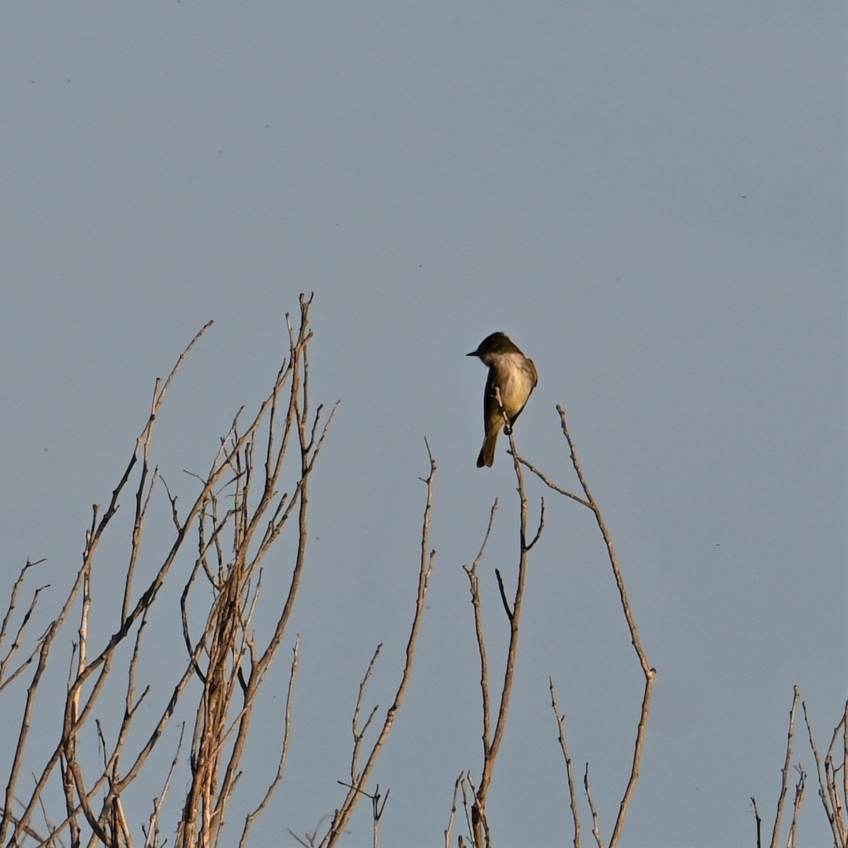 Eastern Phoebe - ML539154751