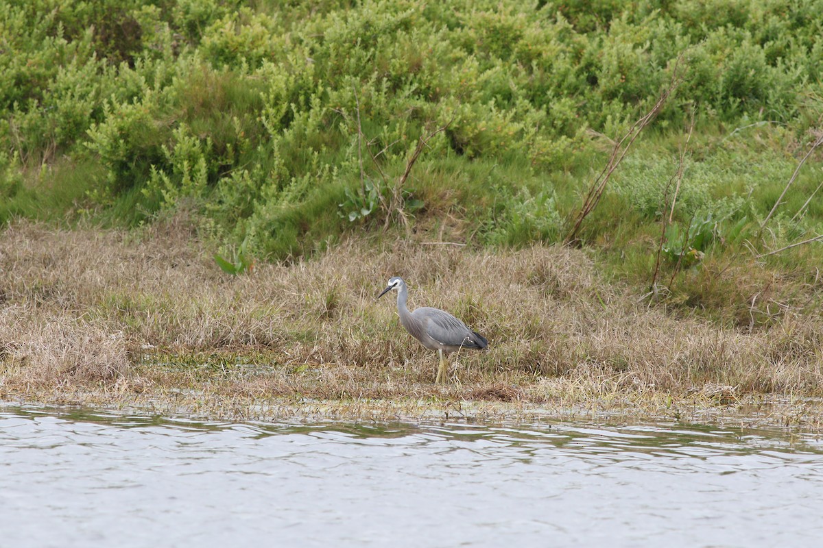 White-faced Heron - ML539154791