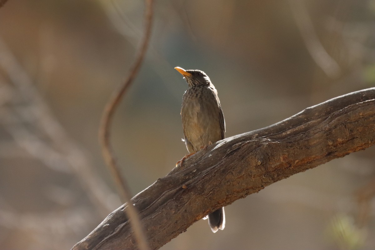 Yemen Thrush - ML539155931