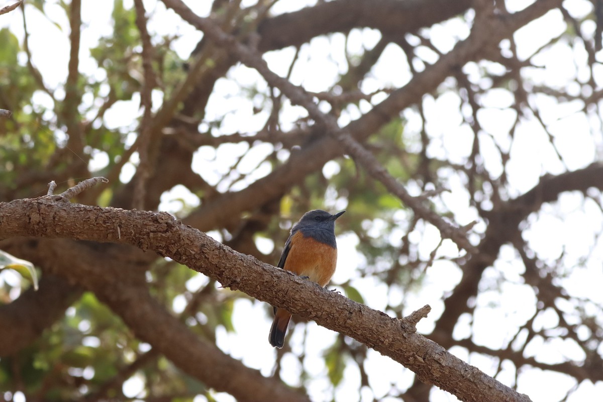 Little Rock-Thrush - ML539156151