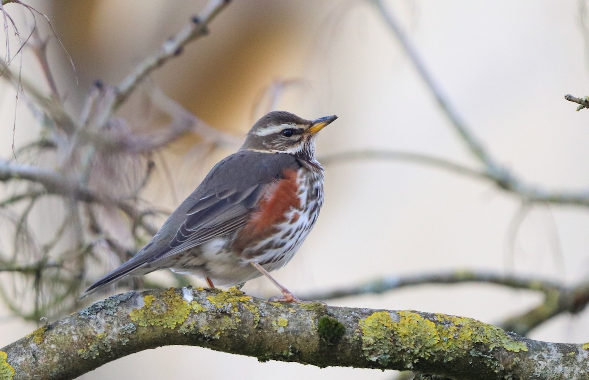 Redwing - ML539156241