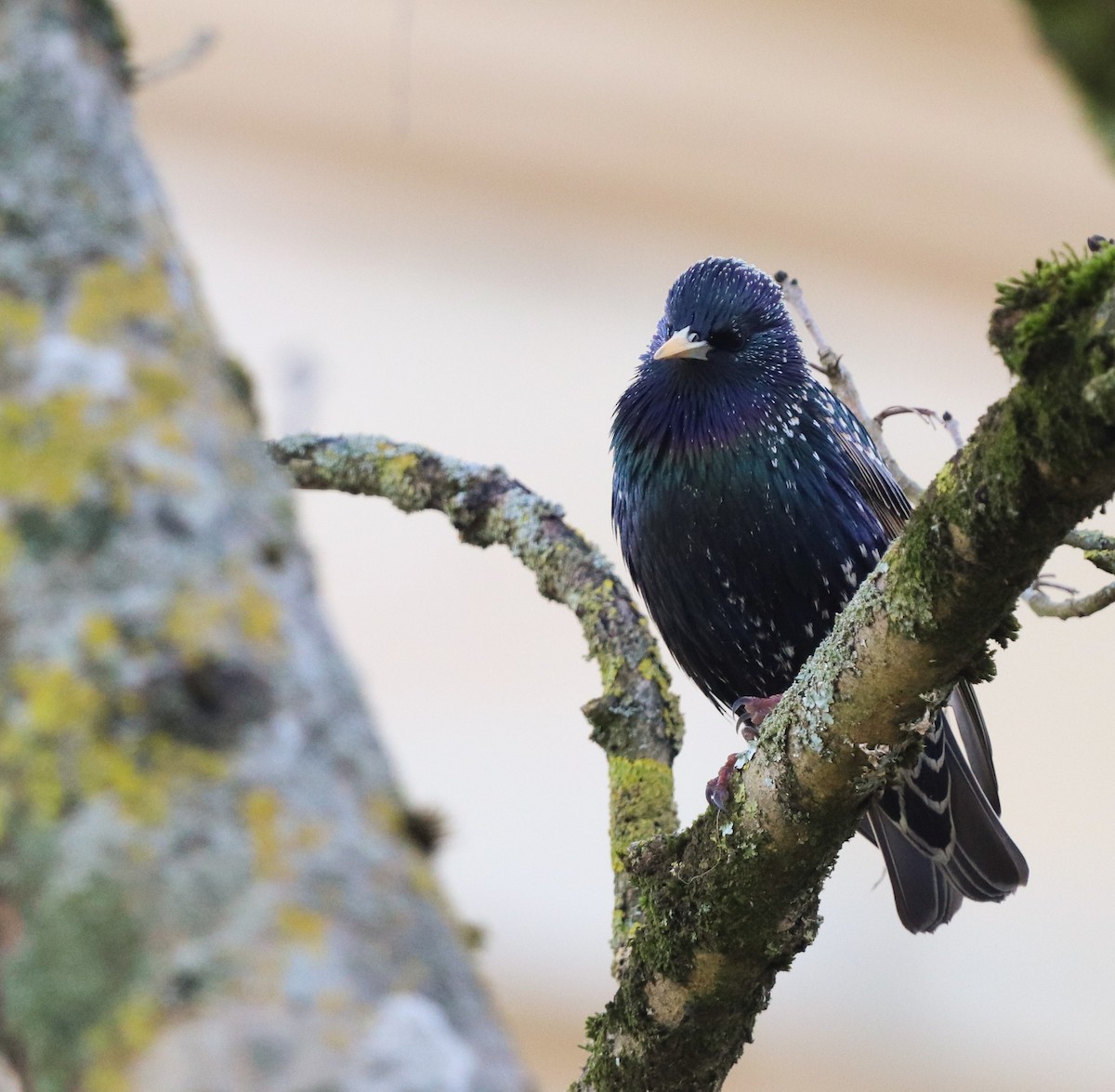 European Starling - ML539156421