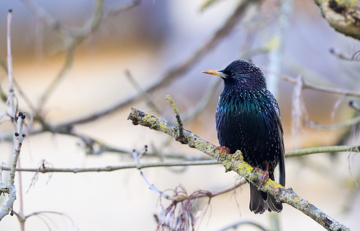 European Starling - ML539156431