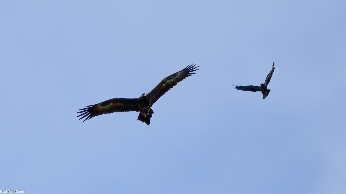 Wedge-tailed Eagle - ML539156801