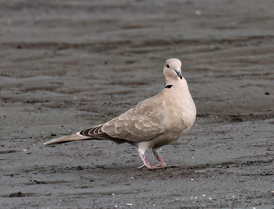 Eurasian Collared-Dove - ML539157441