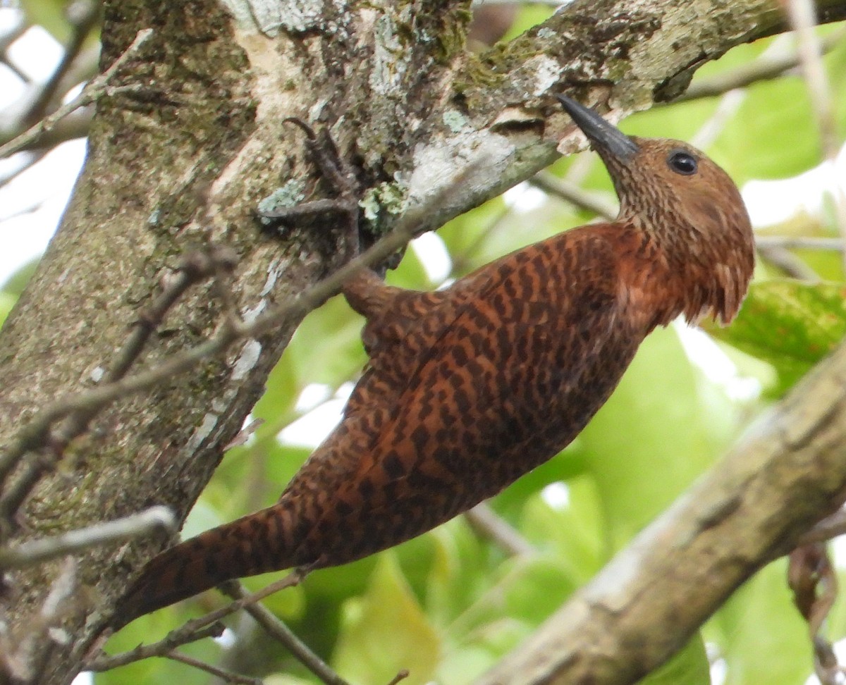 Rufous Woodpecker - ML539157531