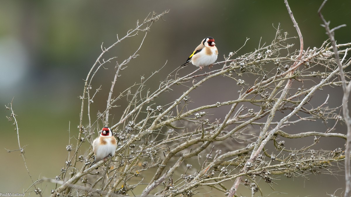 European Goldfinch (European) - ML539157931