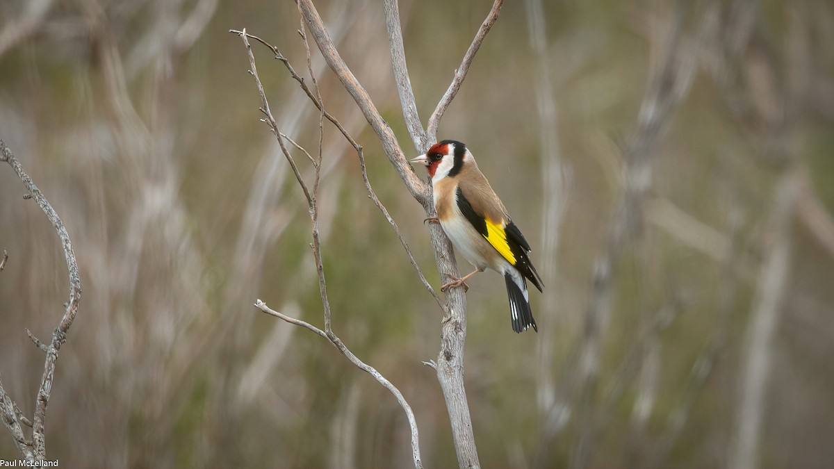 European Goldfinch (European) - ML539157941