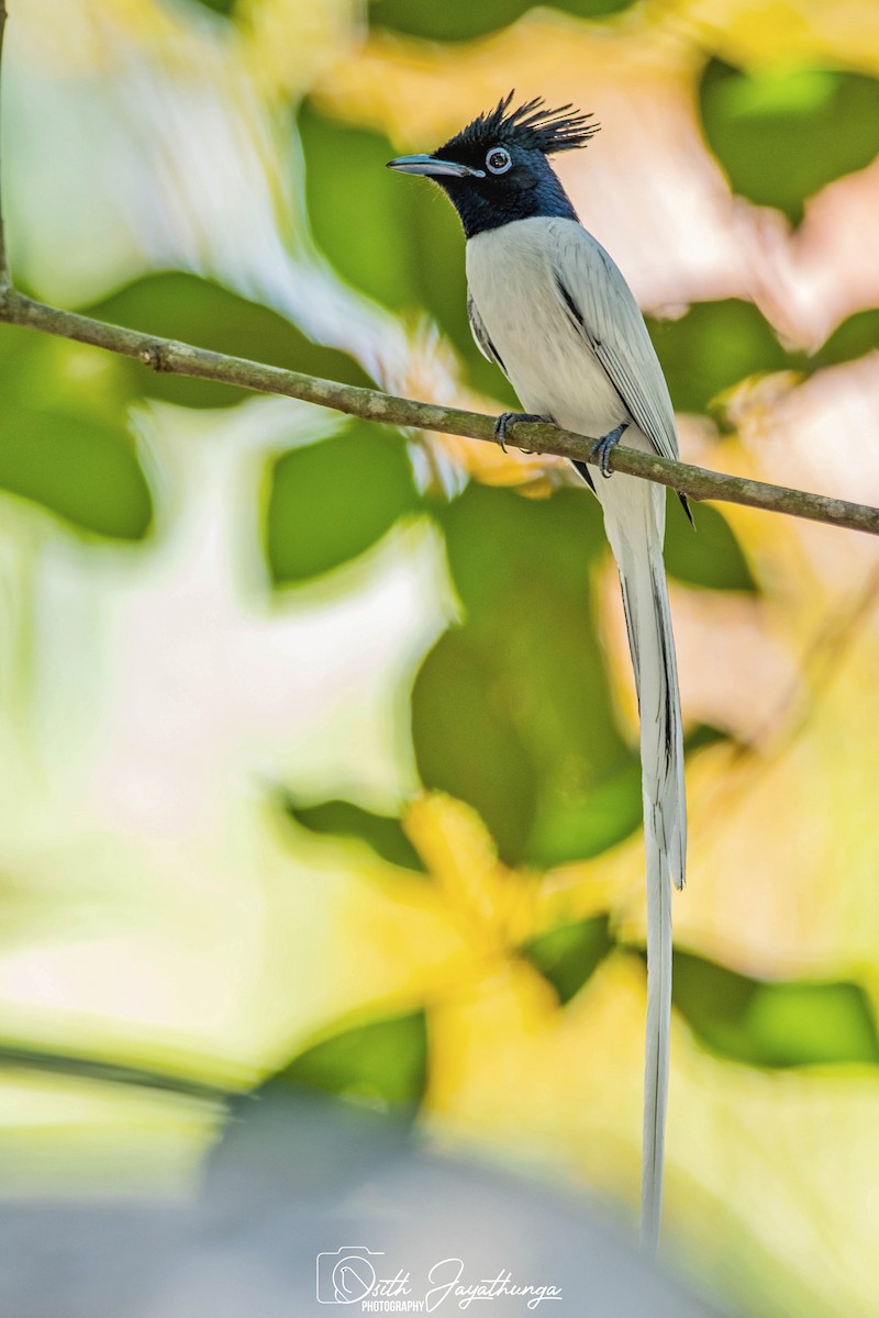Indian Paradise-Flycatcher - ML539158041
