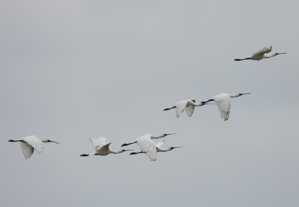 kongeskjestork - ML539159271