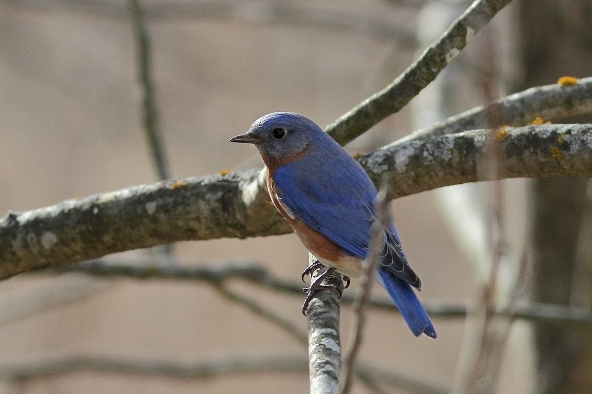 Eastern Bluebird - ML539160431