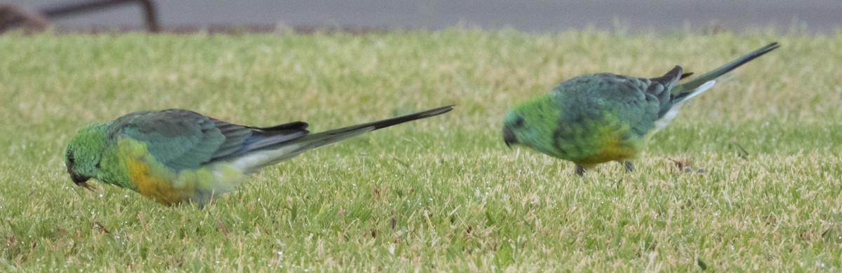 Red-rumped Parrot - ML539160471