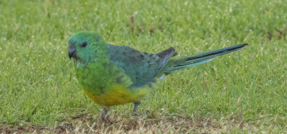 Red-rumped Parrot - ML539160481