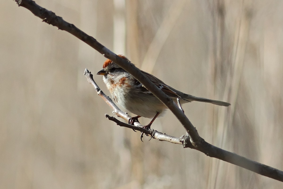 American Tree Sparrow - Joe McAtee