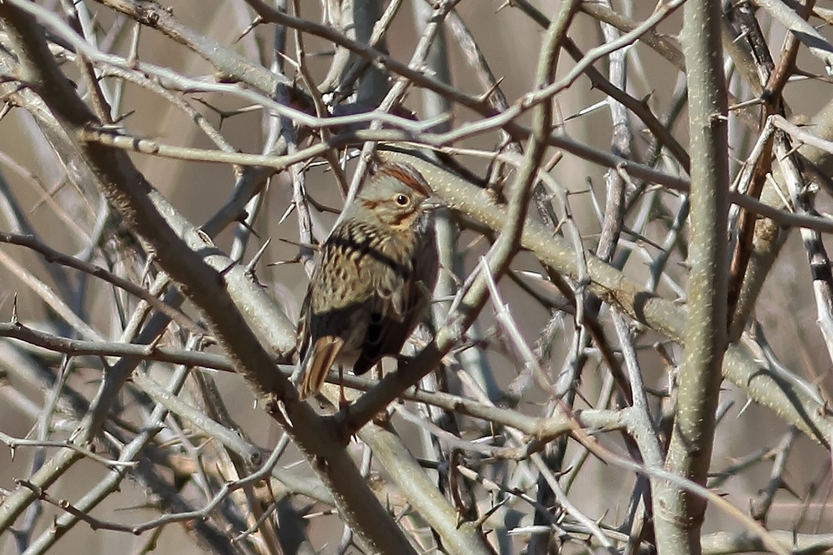 American Tree Sparrow - Joe McAtee