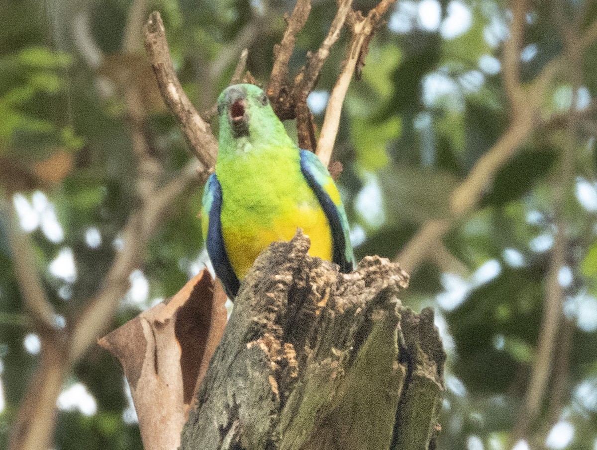 Red-rumped Parrot - ML539161651