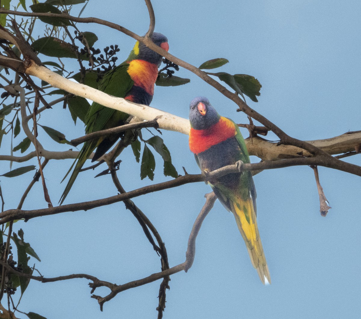 Rainbow Lorikeet - ML539161681