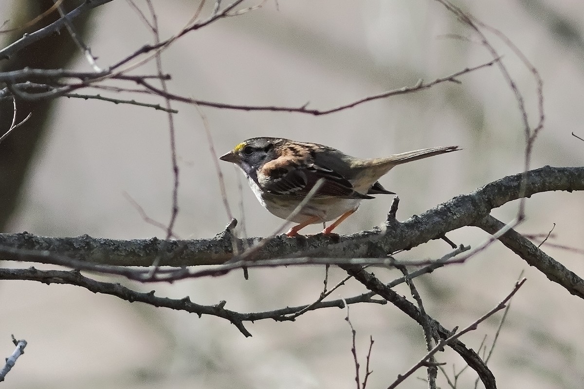 White-throated Sparrow - Joe McAtee