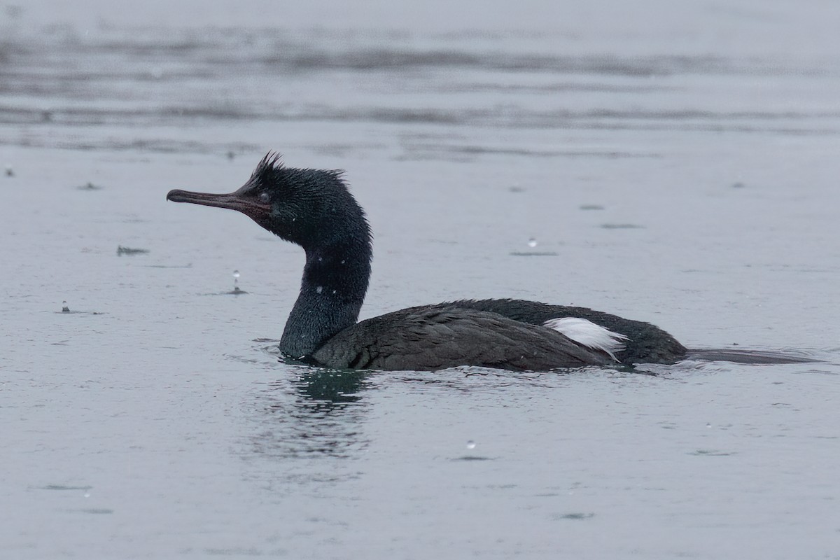 Pelagic Cormorant - ML539162941