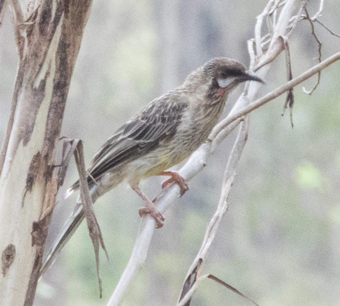 Red Wattlebird - ML539163621