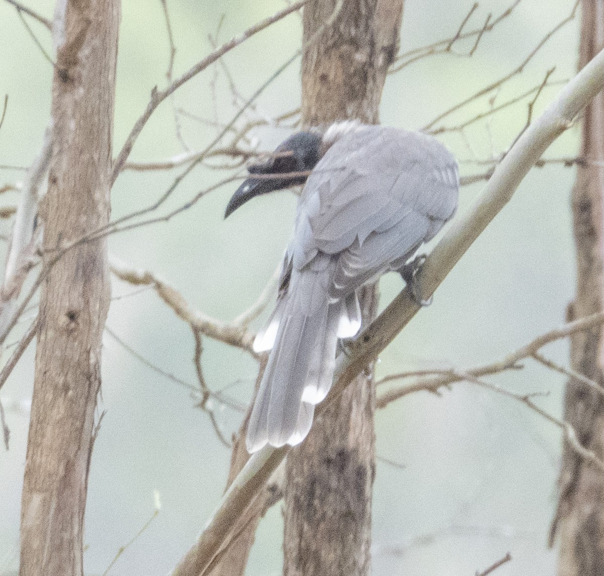 Noisy Friarbird - ML539163701