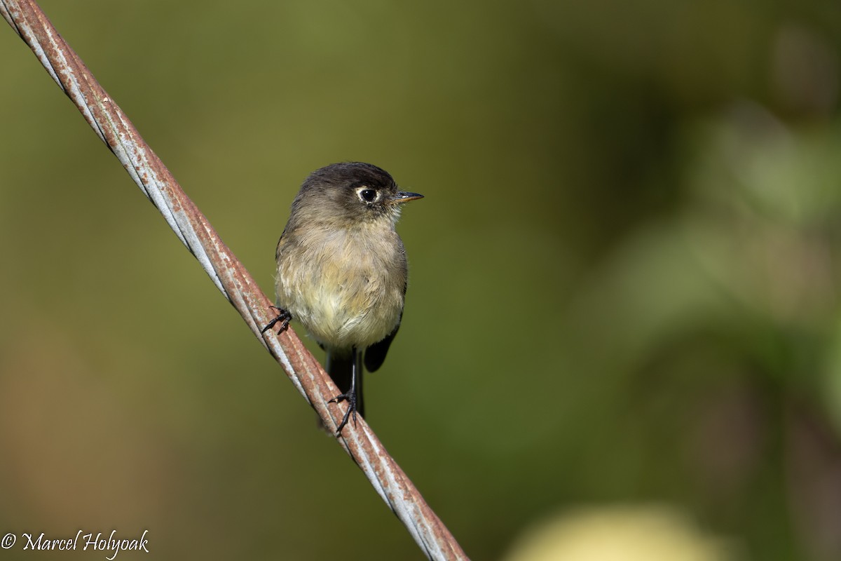 Mosquero Cabecinegro - ML539165261