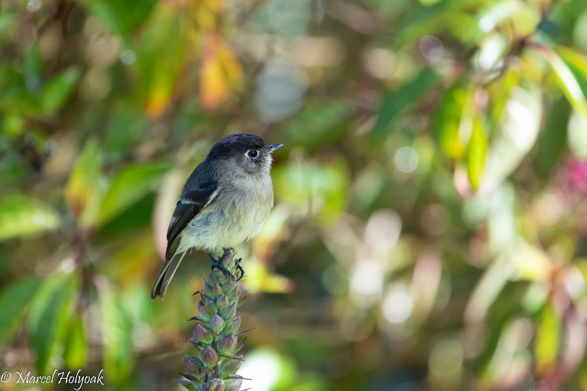 Mosquero Cabecinegro - ML539165271