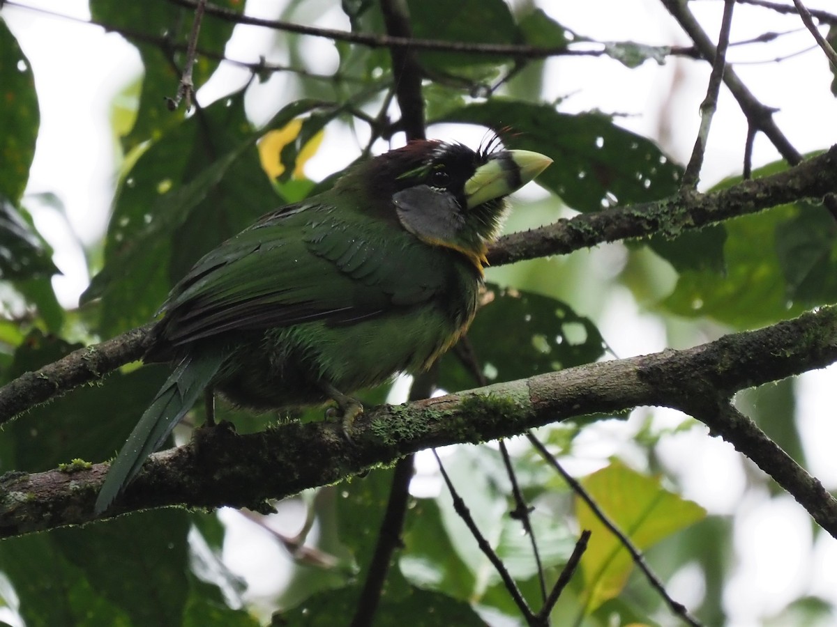 Fire-tufted Barbet - ML539168481