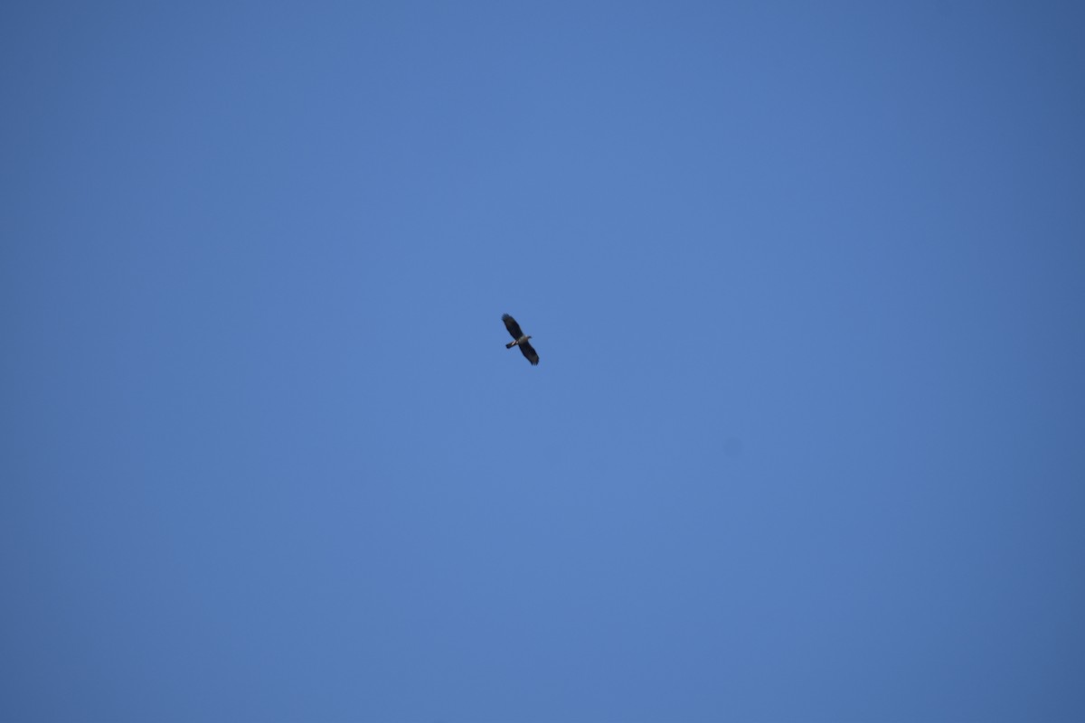 Харсун бүргэд - ML539168741