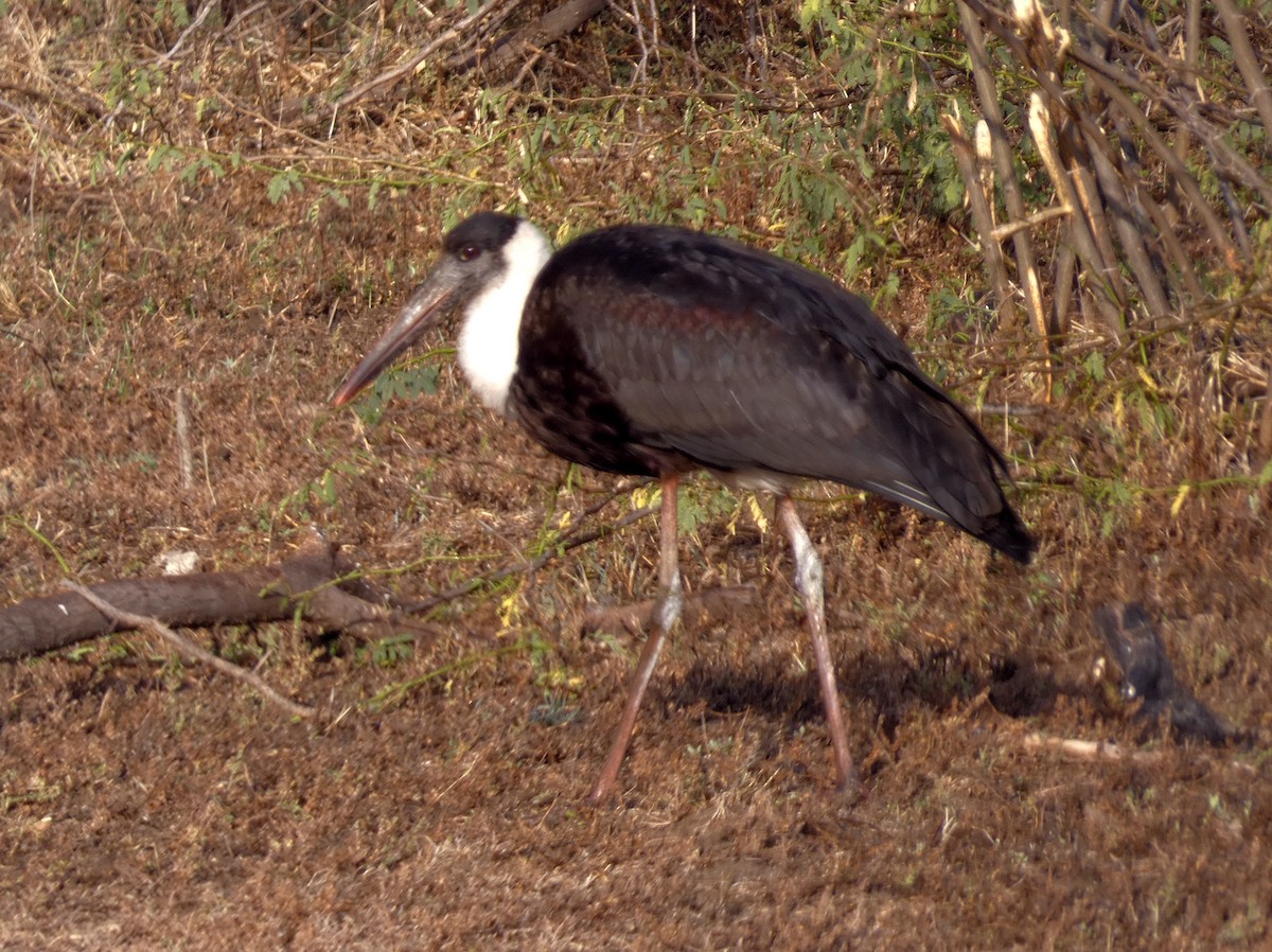 Asian Woolly-necked Stork - Santharam V