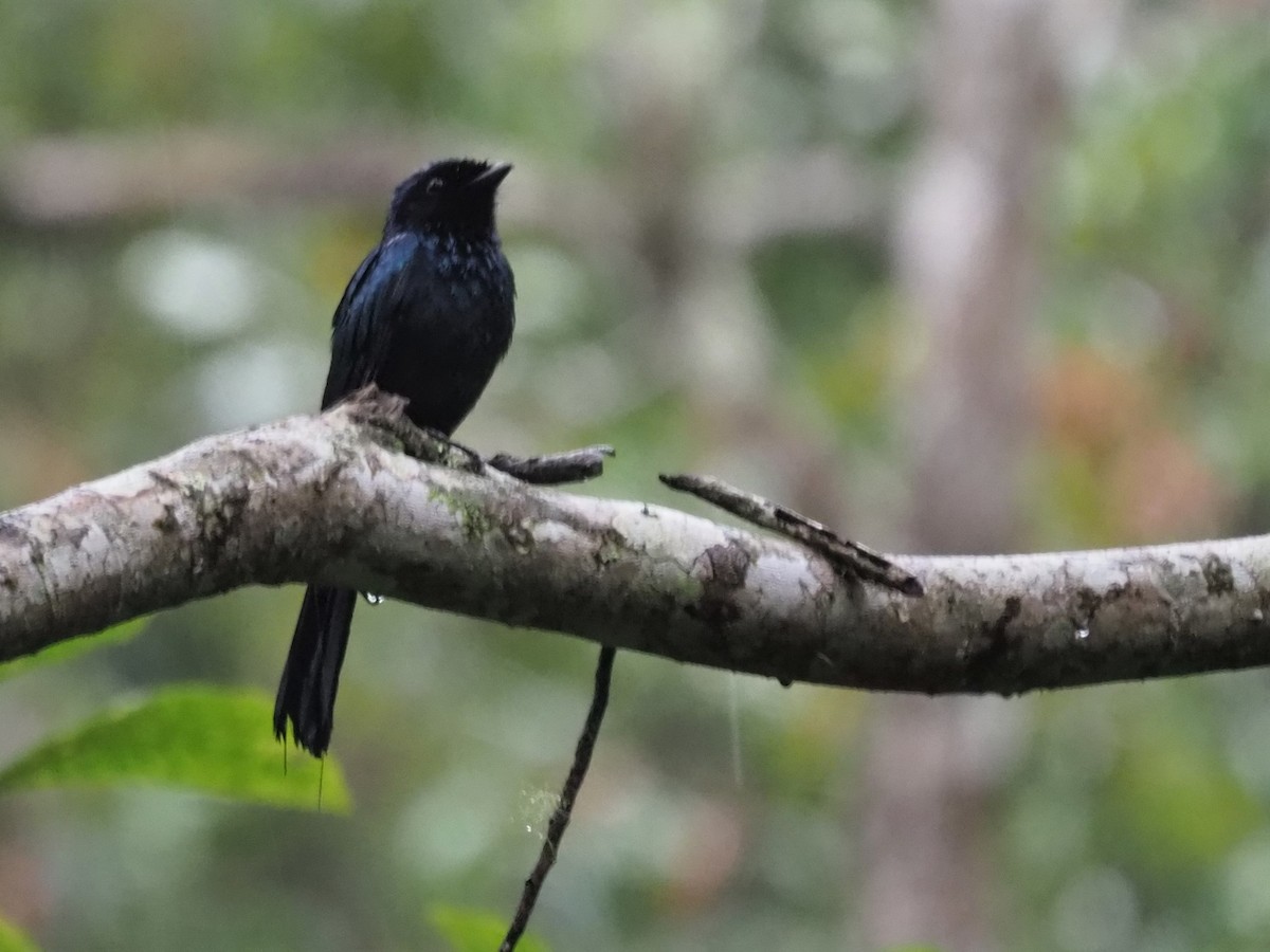 Lesser Racket-tailed Drongo - ML539169891