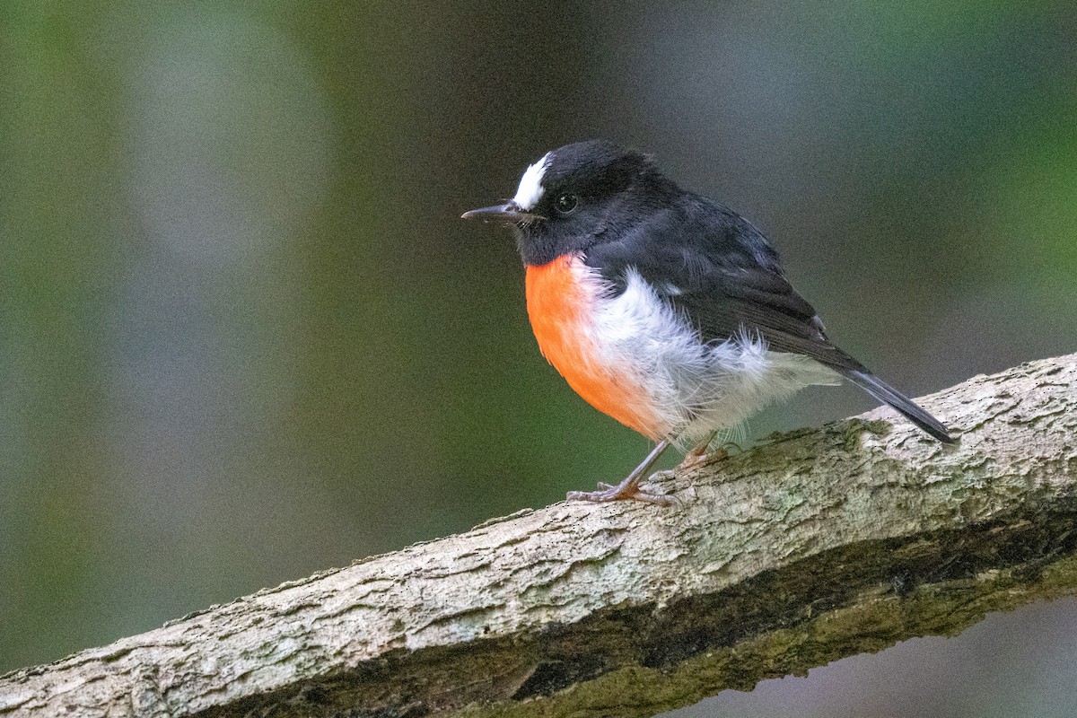 Norfolk Robin - Duncan Henderson