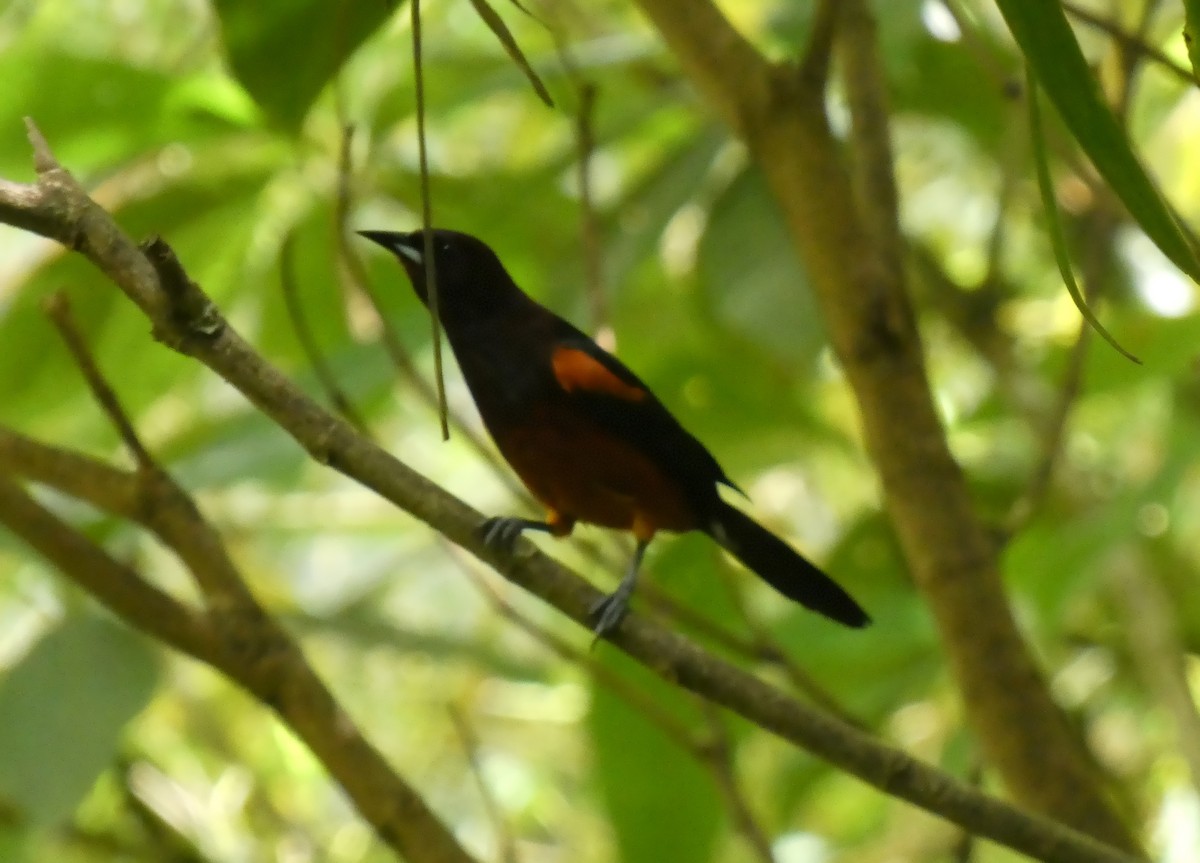 Martinique Oriole - ML539172081