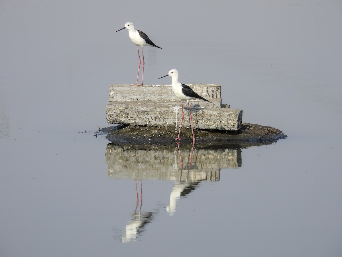 Black-winged Stilt - ML539172871