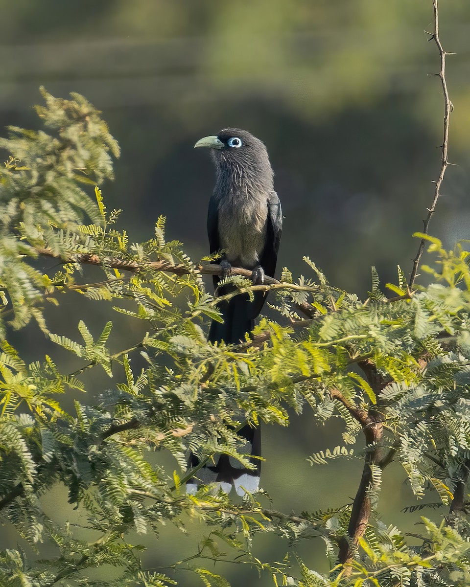 Blue-faced Malkoha - ML539173821