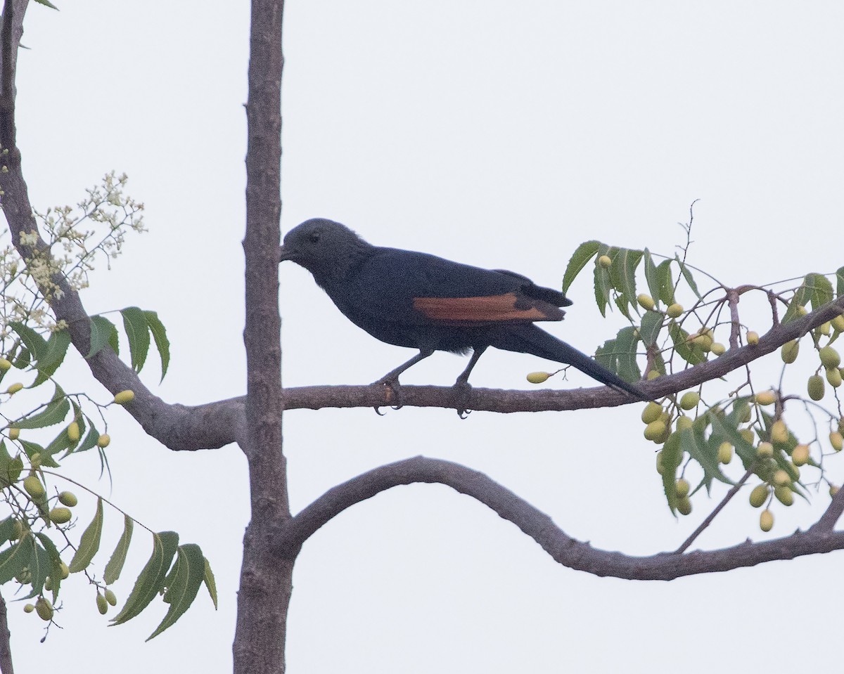 Neumann's Starling - ML539174331