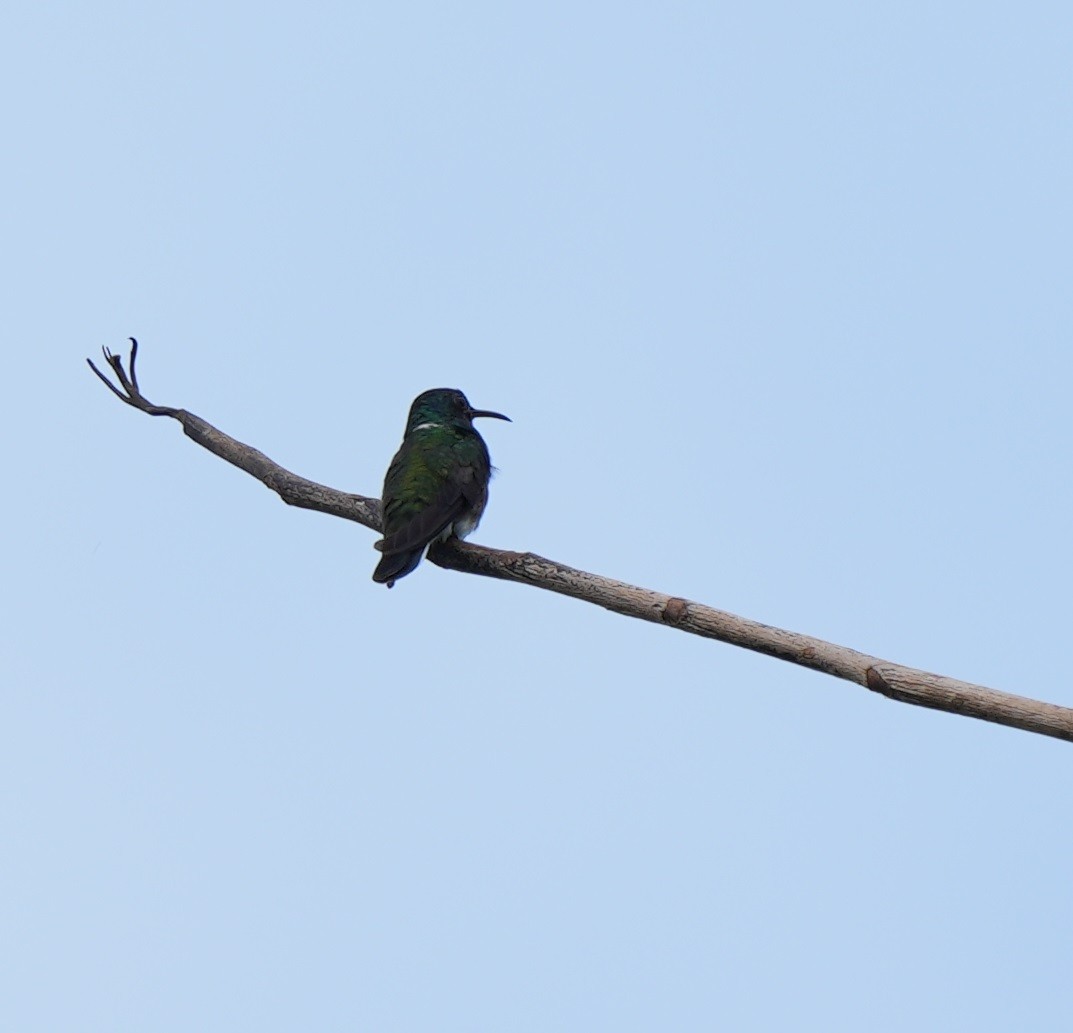 White-necked Jacobin - Andy Bankert