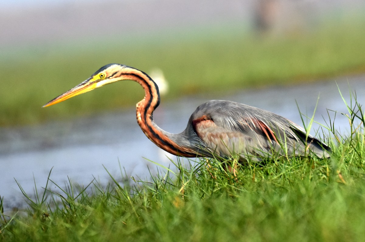 Purple Heron - Ajoy Kumar Dawn