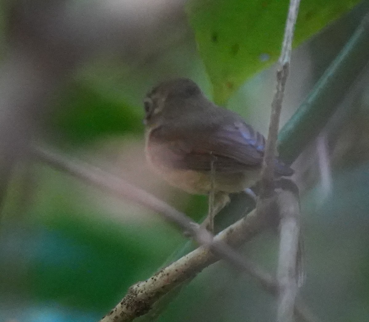 Stub-tailed Spadebill - ML539175541