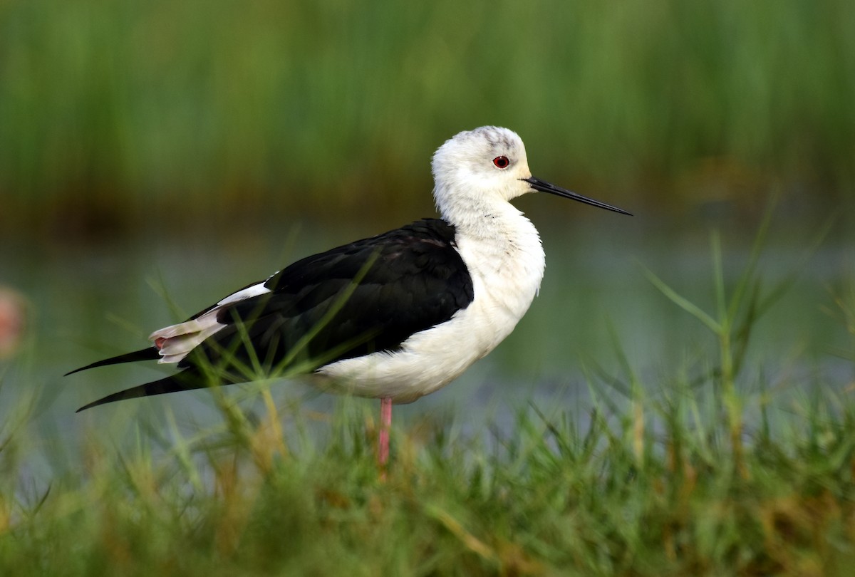 Black-winged Stilt - Ajoy Kumar Dawn