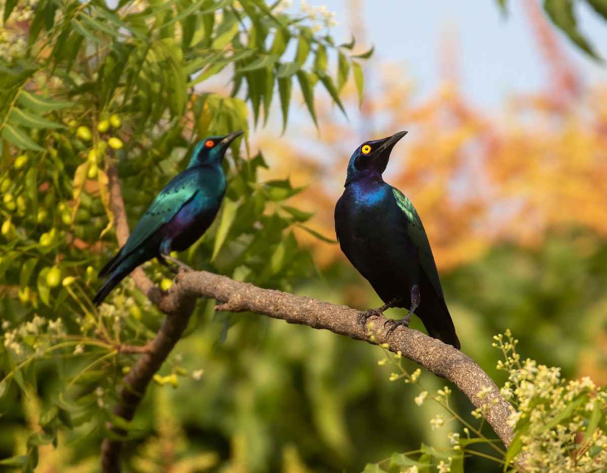 Purple Starling - William Price