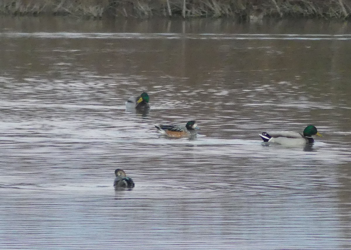 Chiloe Wigeon - ML539176711