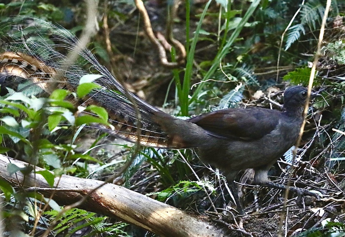 Superb Lyrebird - ML539177221