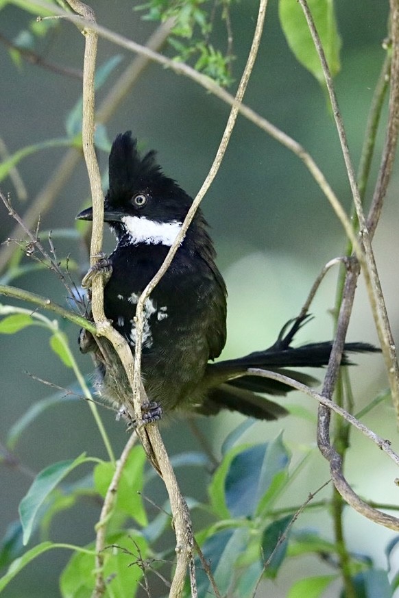 Eastern Whipbird - ML539177281