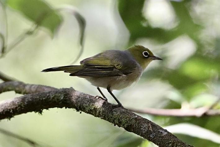 Zostérops à dos gris - ML539177371