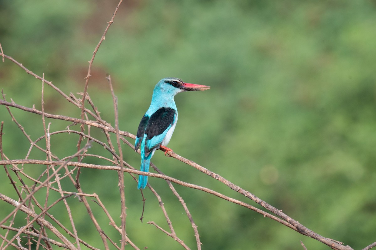 Blue-breasted Kingfisher - Julio Ortega