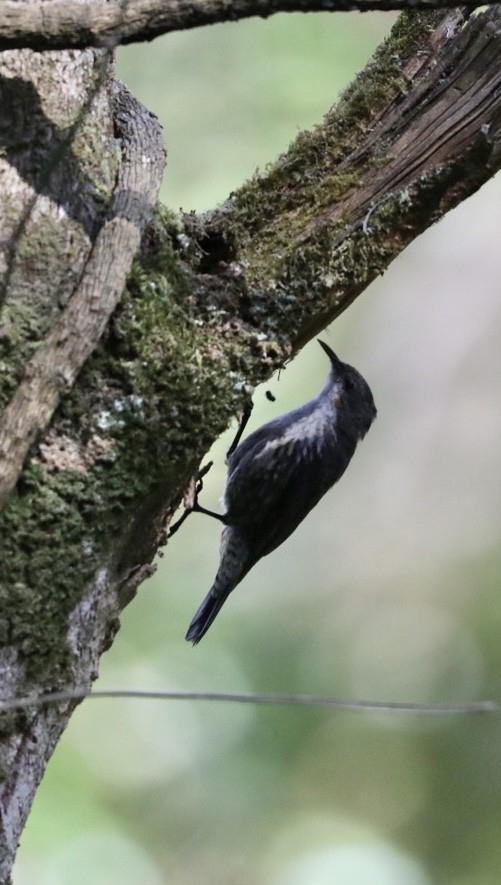 White-throated Treecreeper - ML539177491