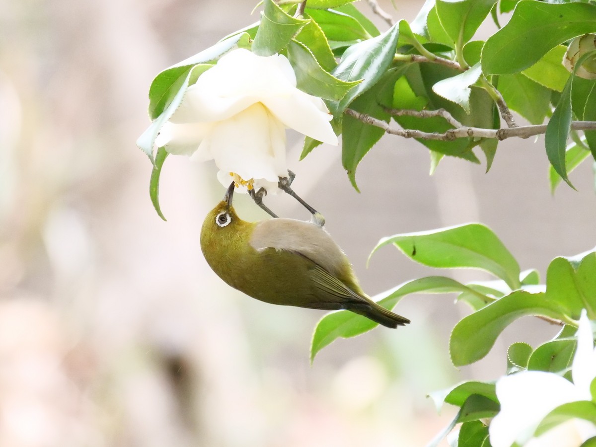 Warbling White-eye - ML539177801