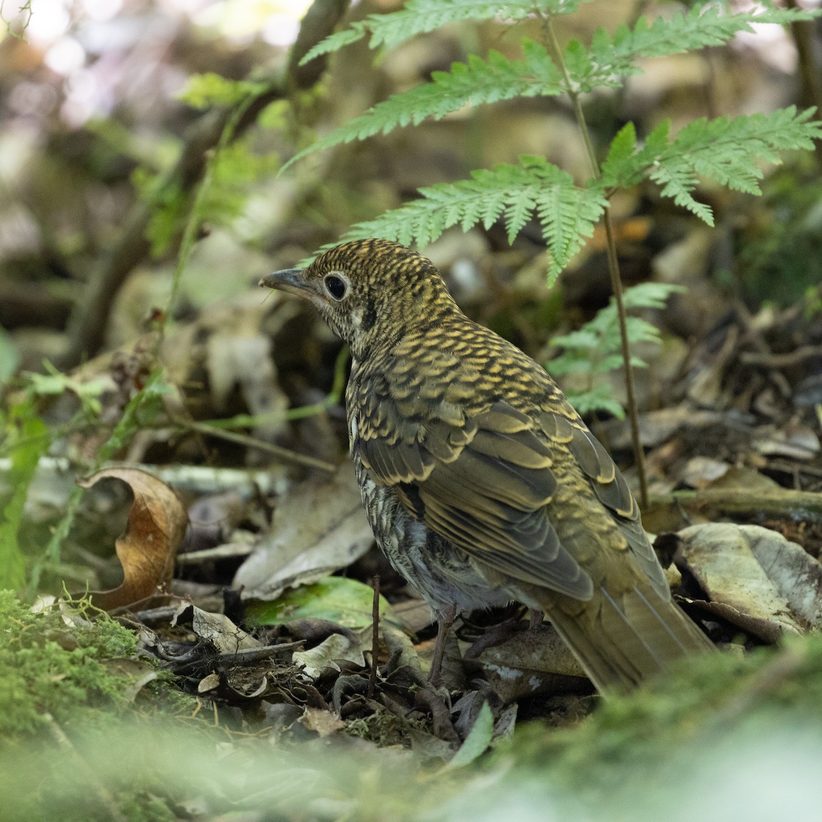 Russet-tailed Thrush - Ryan Claus